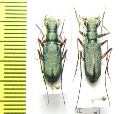 Cicindela pulchella  Nepal - INSECTS-STORE.RU