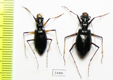 Oxycheila polita, pair  Panama - INSECTS-STORE.RU