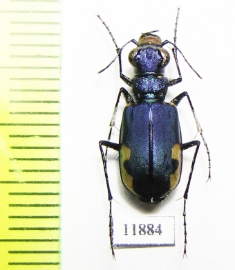 Cicindela lacteola brodskii  Kazakhstan - INSECTS-STORE.RU