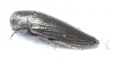 Buprestidae sp.  Zambia - INSECTS-STORE.RU