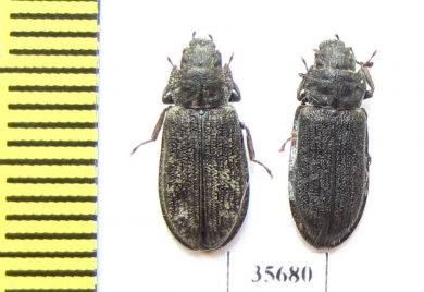 Leperina squamulata  Russia, Far East - INSECTS-STORE.RU