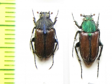 Pygopleurus diffusus, pair  Turkey - INSECTS-STORE.RU