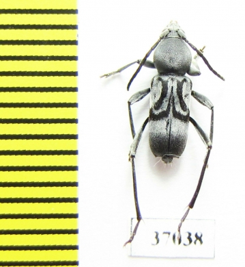 Cerambycidae sp.  South Africa Rep. - INSECTS-STORE.RU