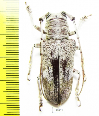 Cerambycidae sp.  Zambia - INSECTS-STORE.RU