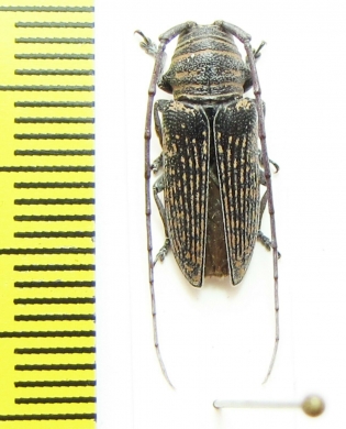 Cerambycidae sp.  Congo - INSECTS-STORE.RU