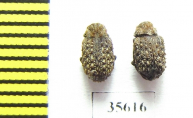 Trogidae sp.  Madagascar - INSECTS-STORE.RU