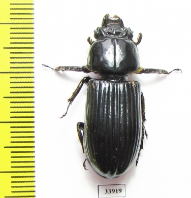 Passalidae sp.  Panama - INSECTS-STORE.RU