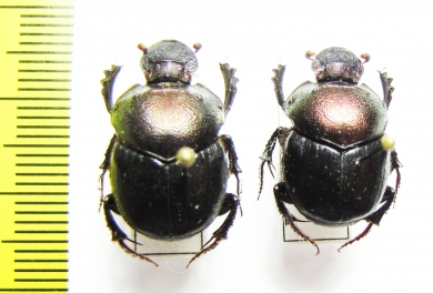 Diastellopalpus tridens  Cote d'Ivoire - INSECTS-STORE.RU