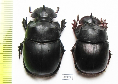 Catharsius sp., male  Thailand - INSECTS-STORE.RU