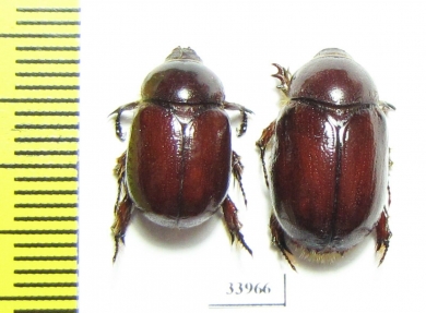 Coptognathus atilla, pair  Kazakhstan - INSECTS-STORE.RU