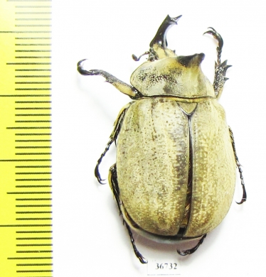 Lycomedes buckleyi, male  Ecuador - INSECTS-STORE.RU