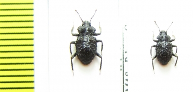 Zopheridae sp.  Malaysia - INSECTS-STORE.RU