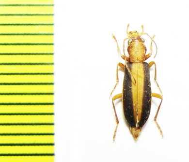 Oedemeridae sp.  Iran, Lorestan prov. - INSECTS-STORE.RU