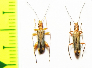 Oedemera natolica, pair  Turkey - INSECTS-STORE.RU