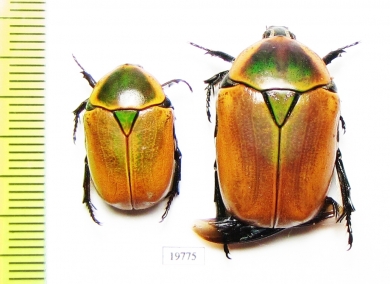 Dischista cincta  Namibia - INSECTS-STORE.RU