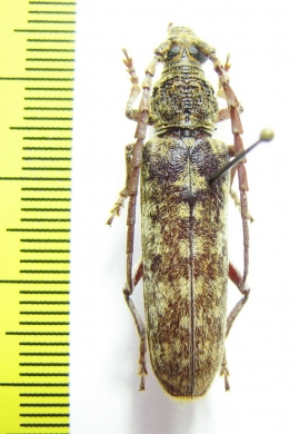 Cerambycidae sp.  Malaysia, Borneo - INSECTS-STORE.RU