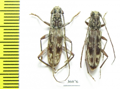 Cerambycidae sp., pair  Thailand - INSECTS-STORE.RU