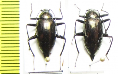 Caudatamarygmus notabilis  Philippines - INSECTS-STORE.RU