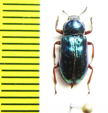 Tenebrionidae sp.  Malaysia - INSECTS-STORE.RU