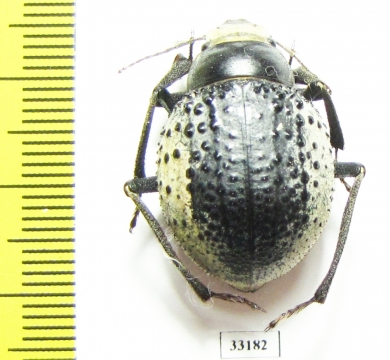 Pisterotarsa kiritschenkoi  Uzbekistan - INSECTS-STORE.RU