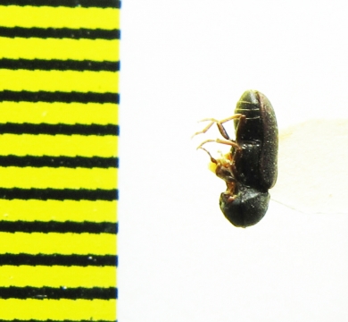 Anobiidae sp.  Turkmenistan - INSECTS-STORE.RU