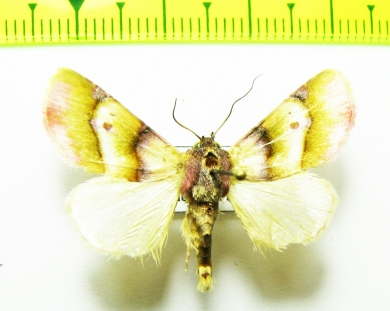 Noctuidae sp.?  Bolivia - INSECTS-STORE.RU