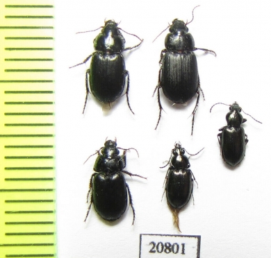 Carabidae sp.  South Africa Rep. - INSECTS-STORE.RU