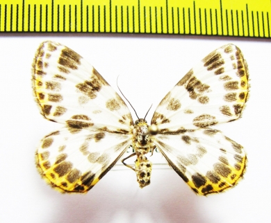 Gandaritis whitelyi  Russia, Far East - INSECTS-STORE.RU