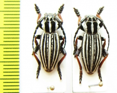 Dorcadion abakumovi  Kazakhstan - INSECTS-STORE.RU