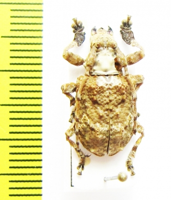 Cerambycidae sp.  Peru - INSECTS-STORE.RU