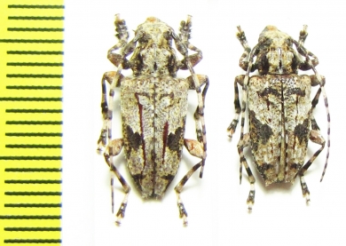 Cerambycidae sp., pair  Brasilia - INSECTS-STORE.RU