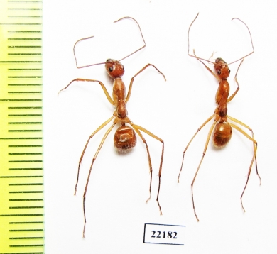 Formicidae sp.  Australia - INSECTS-STORE.RU