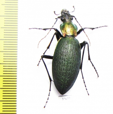 Carabus (Coptolabrus) jankowskii elegans, female  S.Korea - INSECTS-STORE.RU