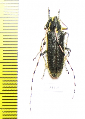 Agapanthia pustulifera  Jordan - INSECTS-STORE.RU