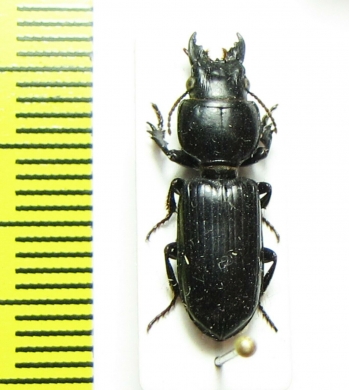 Carabidae sp.  Thailand - INSECTS-STORE.RU