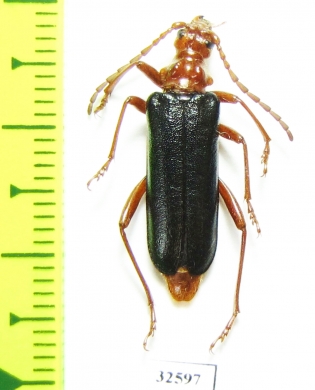 Rhamnusium bicolor  Poland - INSECTS-STORE.RU