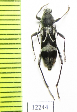 Chlorophorus motschulskyi  Russia, Far East - INSECTS-STORE.RU