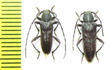 Turanium scabrum, pair  Kazakhstan - INSECTS-STORE.RU