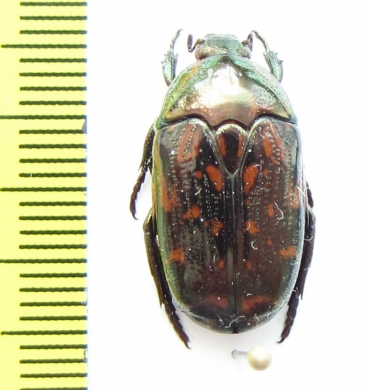 Poecilopharis leai  Australia - INSECTS-STORE.RU