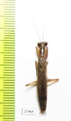 Mantodea sp.  Angola - INSECTS-STORE.RU