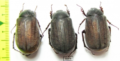 Melolonthinae sp.  China, Guangxi prov. - INSECTS-STORE.RU