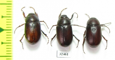 Melolonthinae sp.  South Africa Rep. - INSECTS-STORE.RU