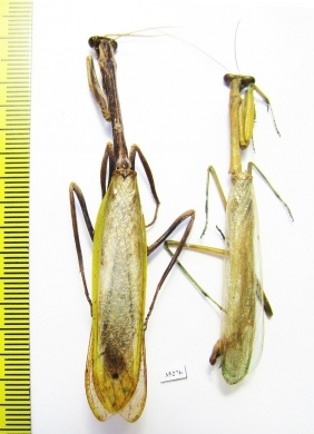 Mantodea sp.  Panama - INSECTS-STORE.RU