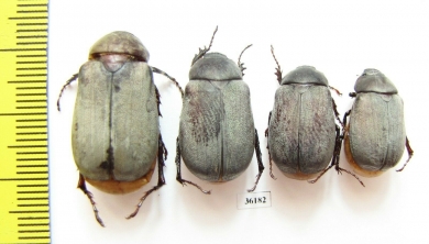 Melolonthinae sp.  Thailand - INSECTS-STORE.RU