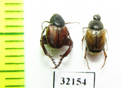 Hopliini sp., pair  South Africa Rep. - INSECTS-STORE.RU