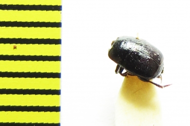 Baeckmanniolus dimidiatus  Russia, Crimea - INSECTS-STORE.RU