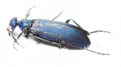 Cyaneolytta sp.  Zimbabwe - INSECTS-STORE.RU