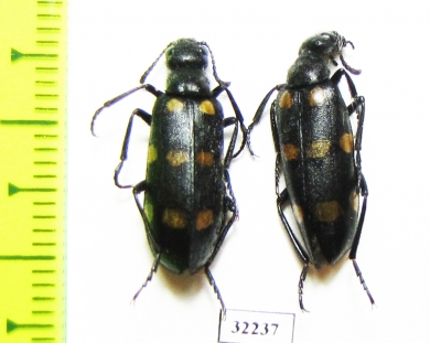 Meloidae sp.  South Africa Rep. - INSECTS-STORE.RU