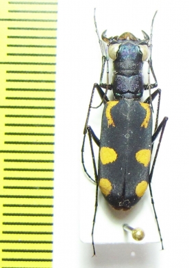 Calochroa sp.  Thailand - INSECTS-STORE.RU