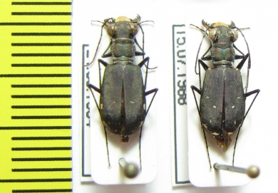 Cicindela sp., pair  USA, Ohio - INSECTS-STORE.RU